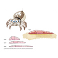 Spinne & Regenwurm Keinohrhase und Zweiohrküken